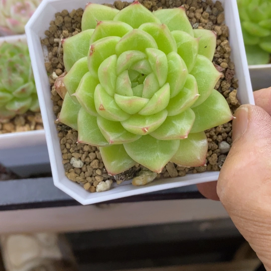 精品多肉一物一拍不包整318