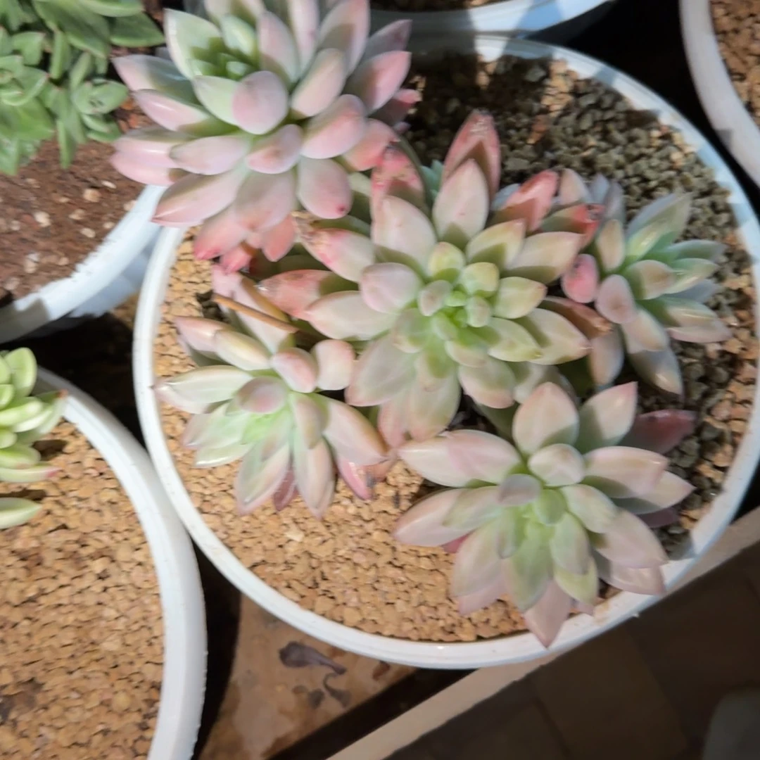恋***独中号水晶球多肉植物