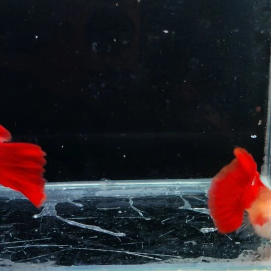 孔雀鱼大尾展血红一对