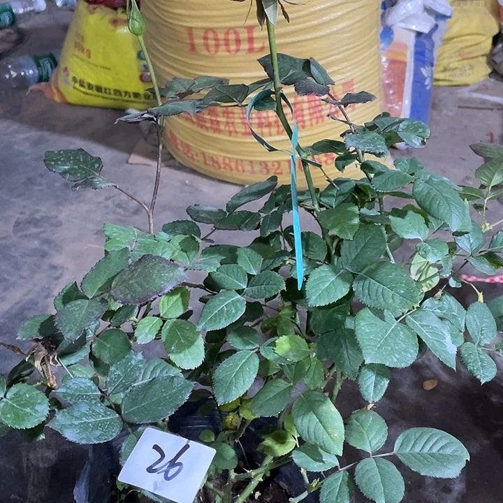 少量花朵（建议范围：2朵-5朵 或40%以下）26糖果雪山