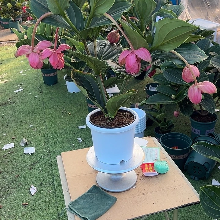 淡***楚少量花朵（建议范围：2朵-5朵 或40%以下）