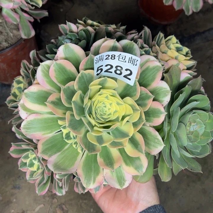 5282白凤多肉植物