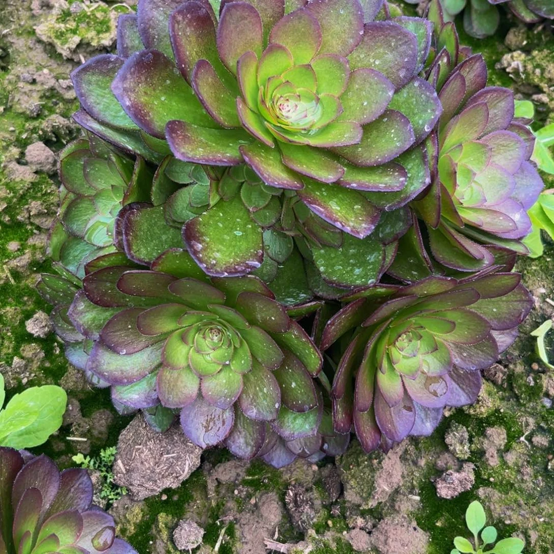 桃花石多肉植物捧花的