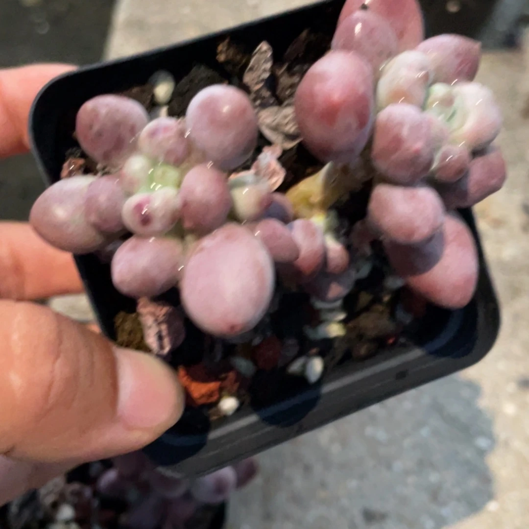 桃花奶酪多肉植物