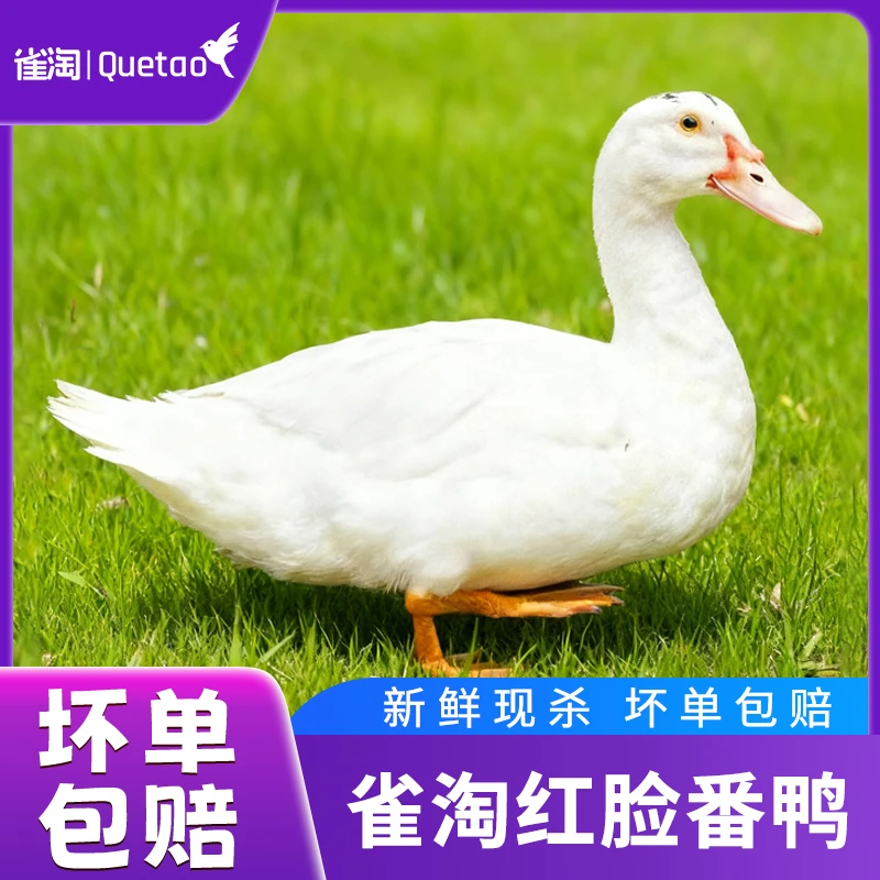 【雀淘】皖南红脸番鸭 3.5-4斤*只*1只装