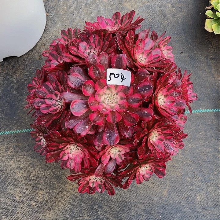 红*红桐超白锦 504号