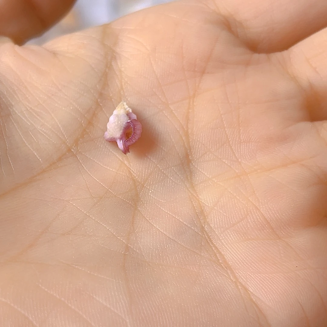 大理石磁石?***y天然贝壳海螺批发零售