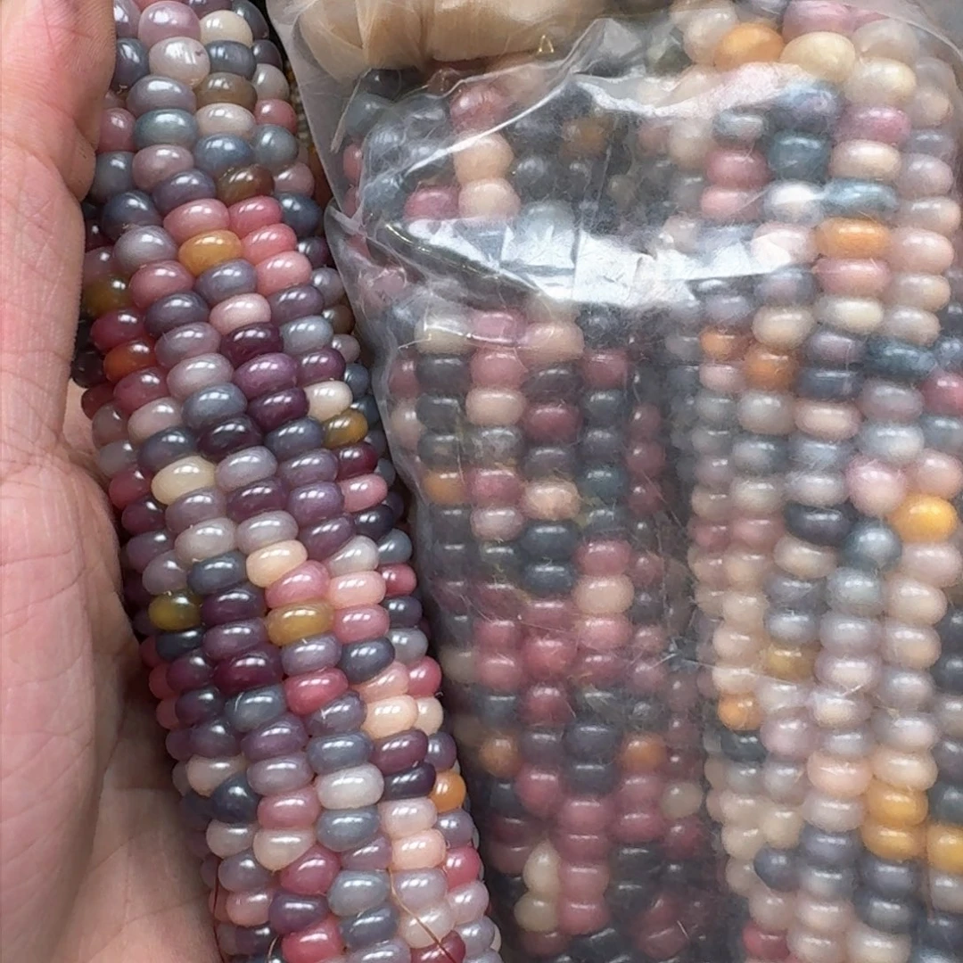 柏香籽/百香籽吊坠古**吉