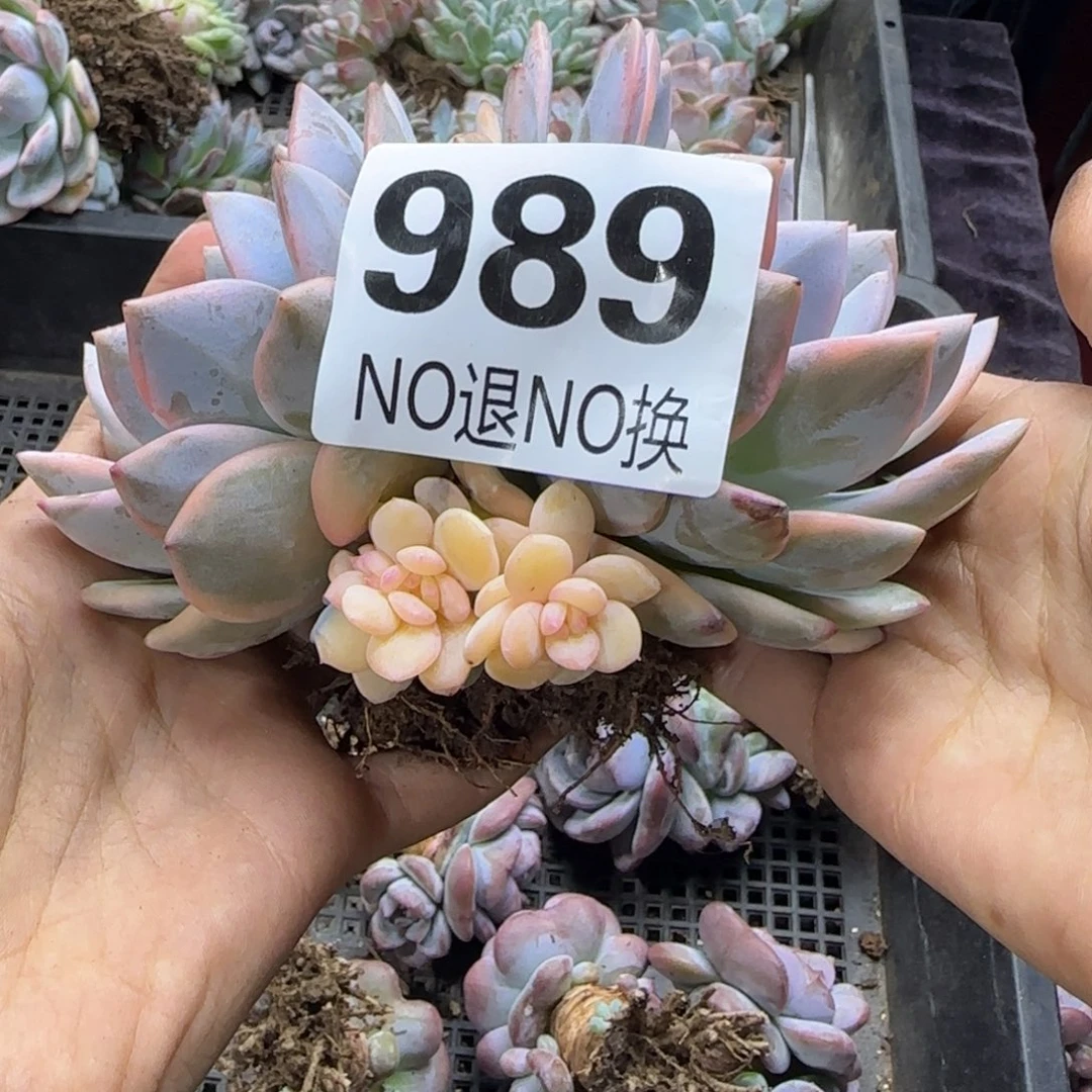 星影锦带缀一物一拍989