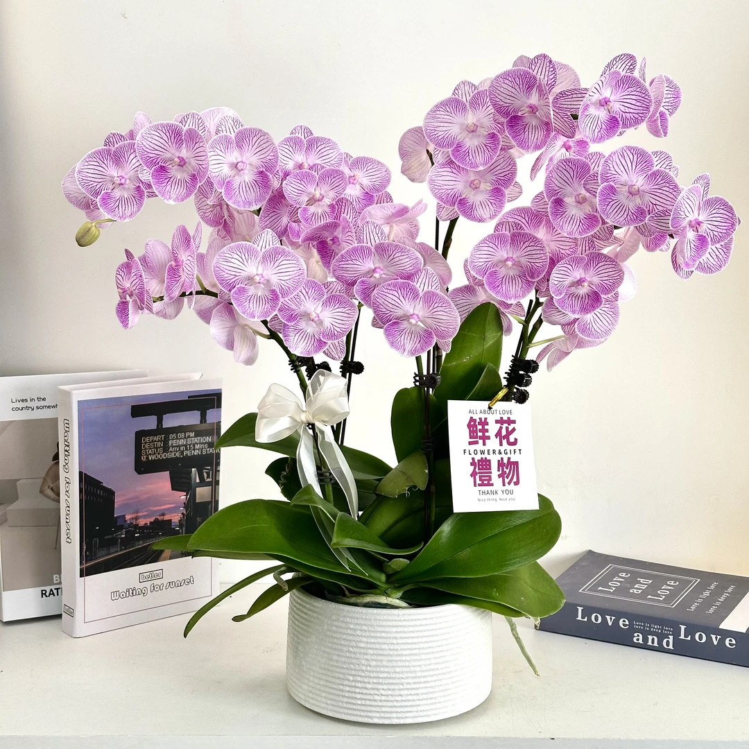 妗画【十里桃花】蝴蝶兰鲜花精致组盆 开花株 室内绿植 基地直发