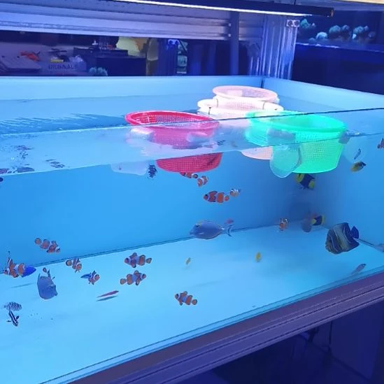 紫雷达3，红雷达1那片海