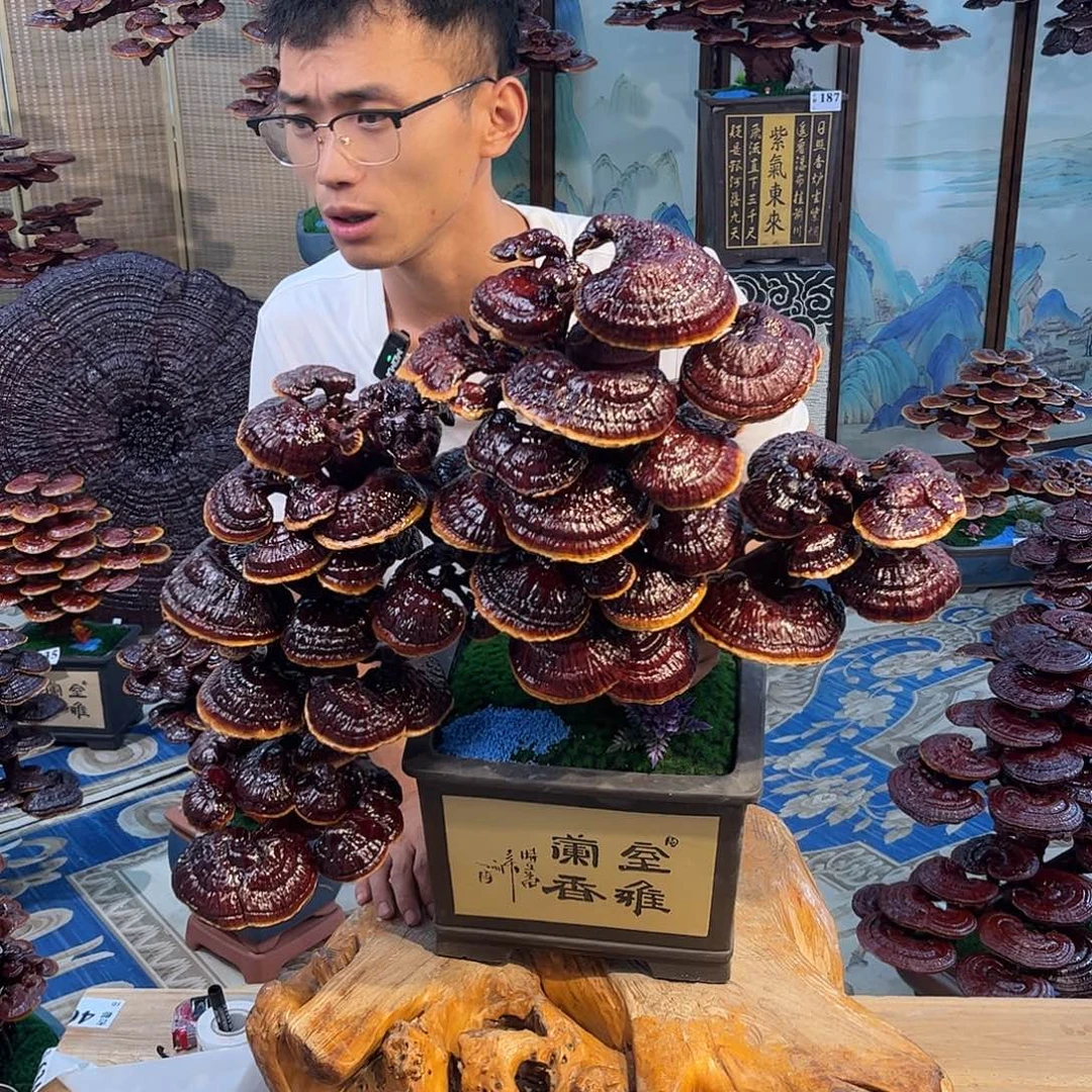 常***树无花朵8888888888888