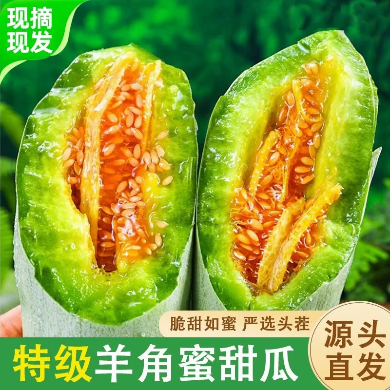 【特价抢5斤】潍坊正宗羊角蜜现摘脆甜新鲜现摘应季水果甜1-5斤瓜
