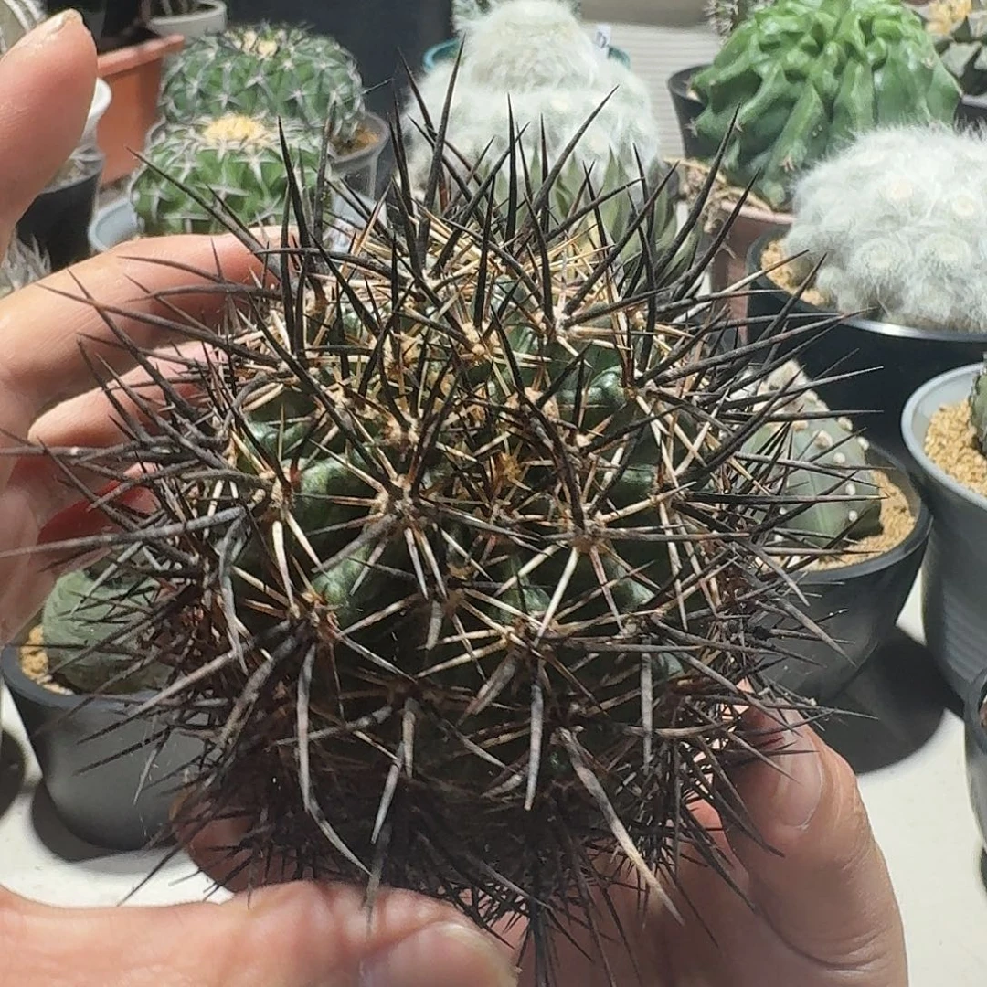 自根林氏幻虾仙人球