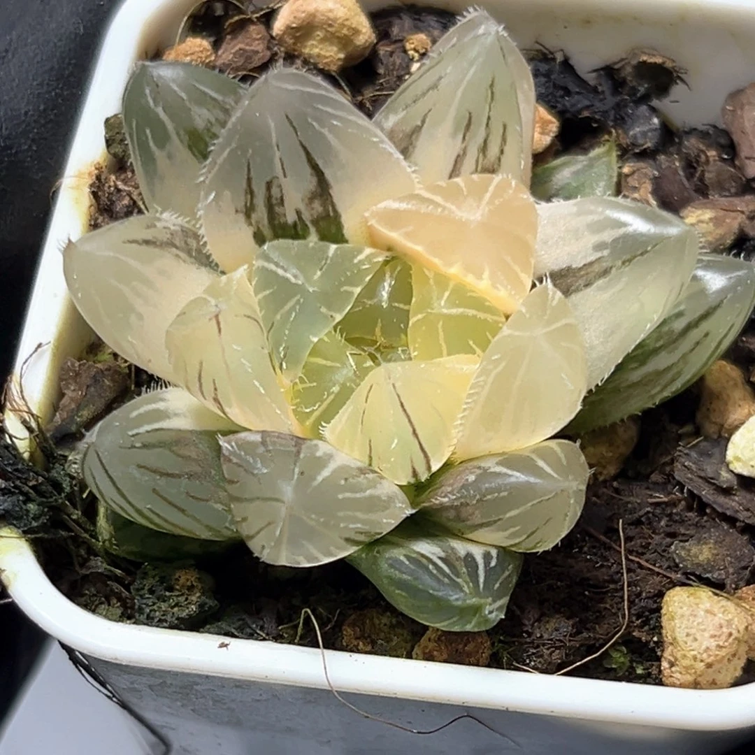 恭喜发财大吉大利4488