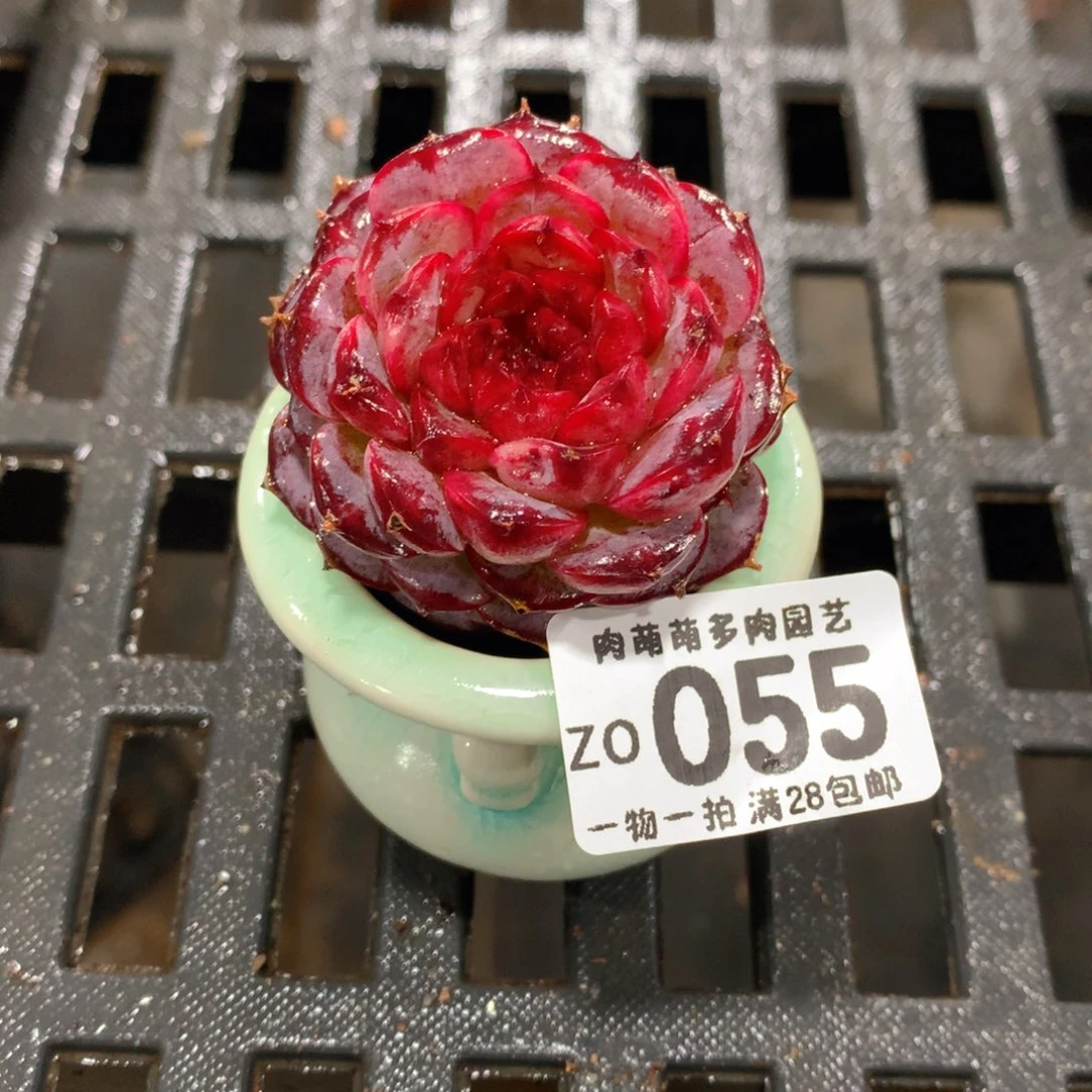 肉萌萌拇指盆精控多肉ZO055