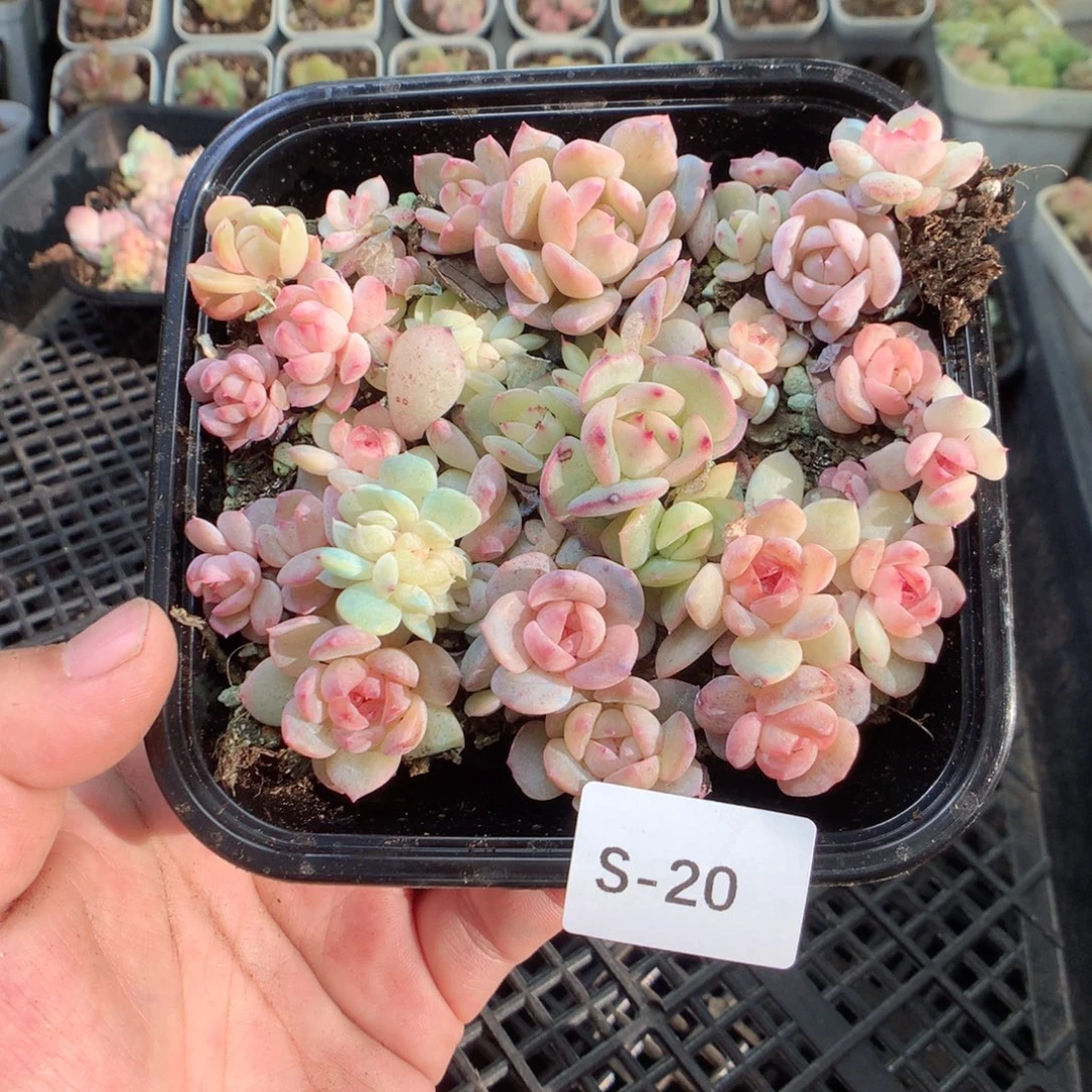无花朵S20英语英语