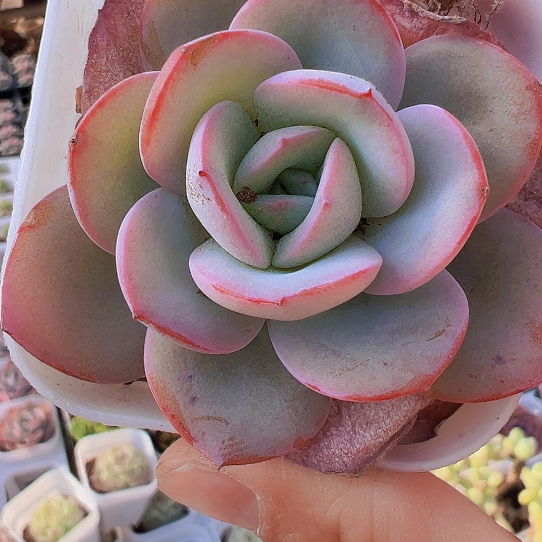 布鲁兰19包邮多肉植物