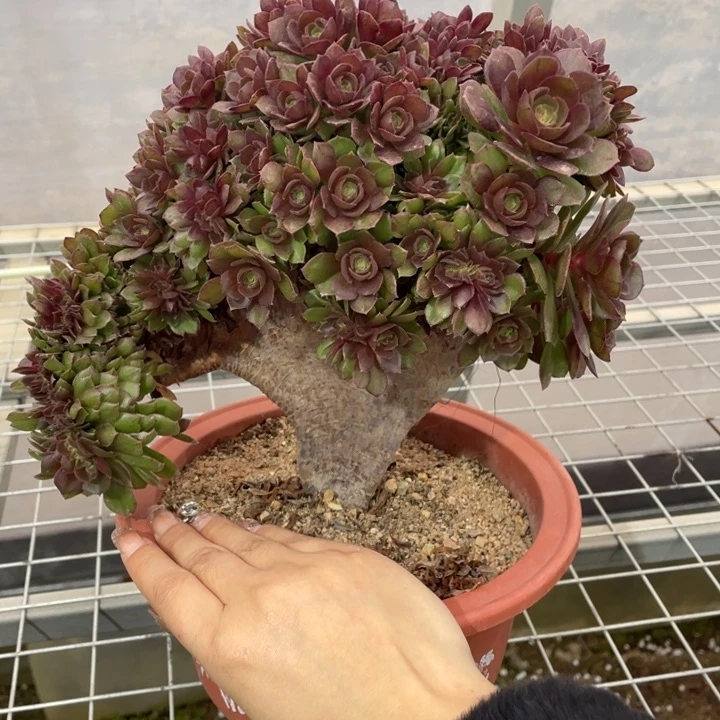 多肉的鱼也太美吧哈哈好家伙