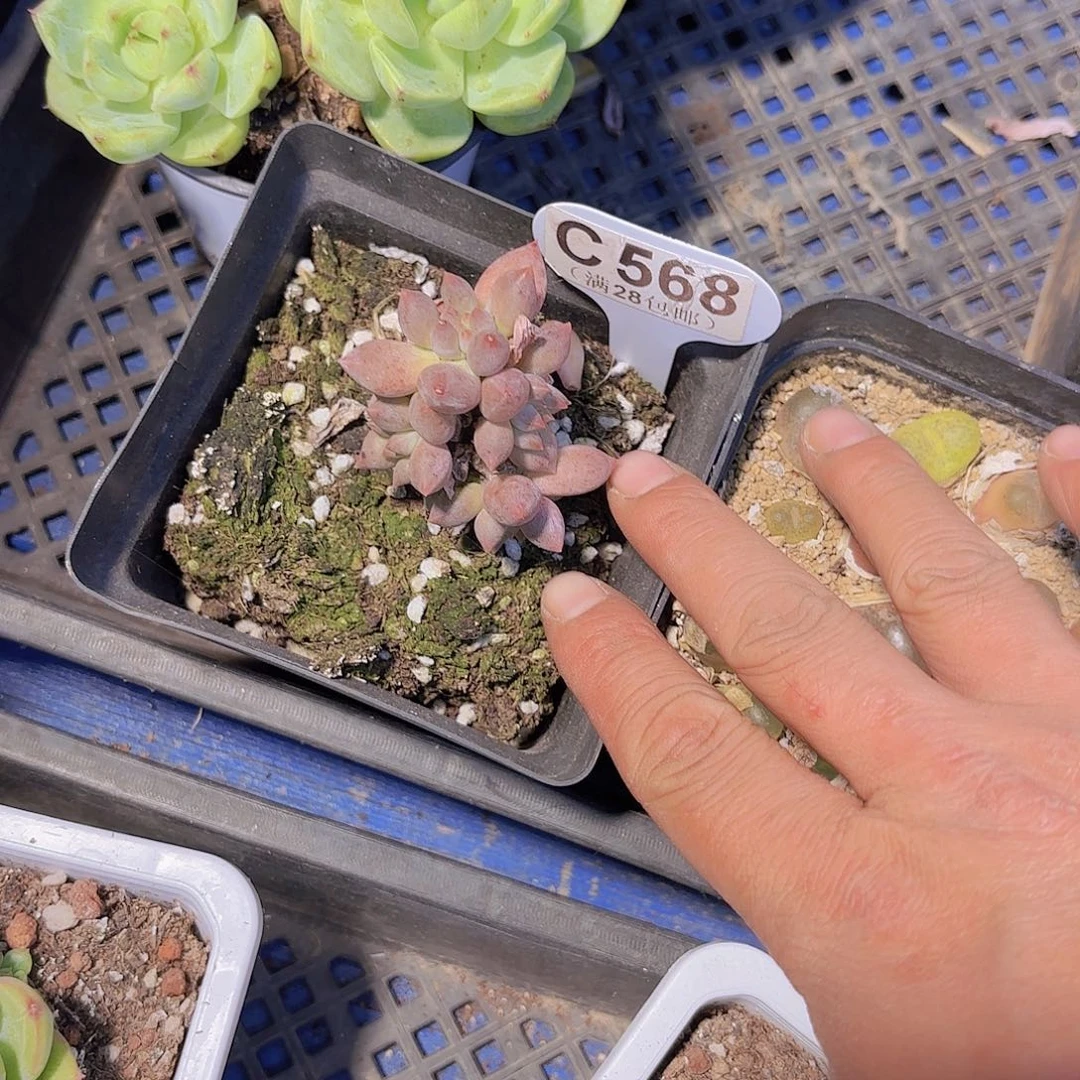 C568虞美人老桩一物一拍