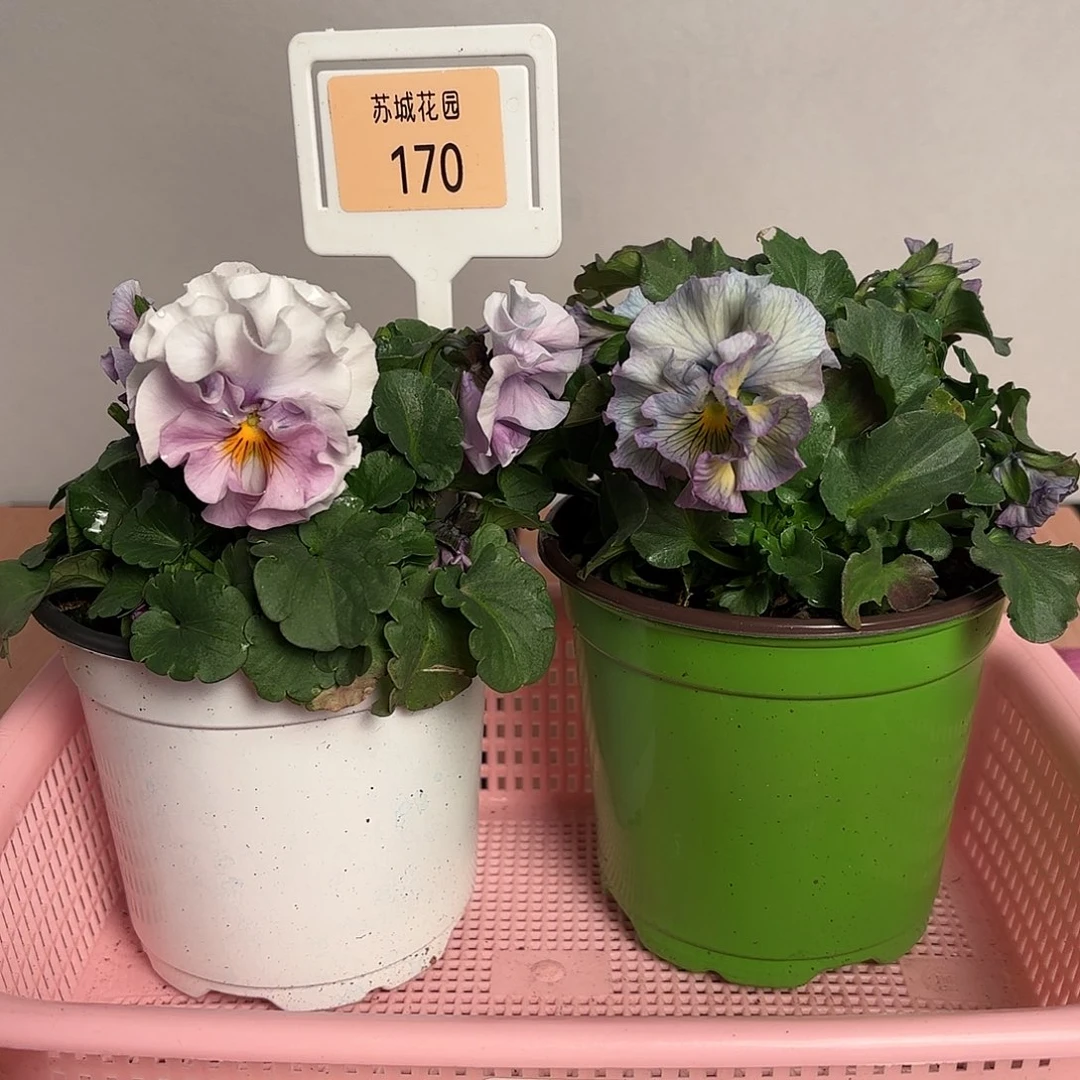 大部分开放少量花苞170