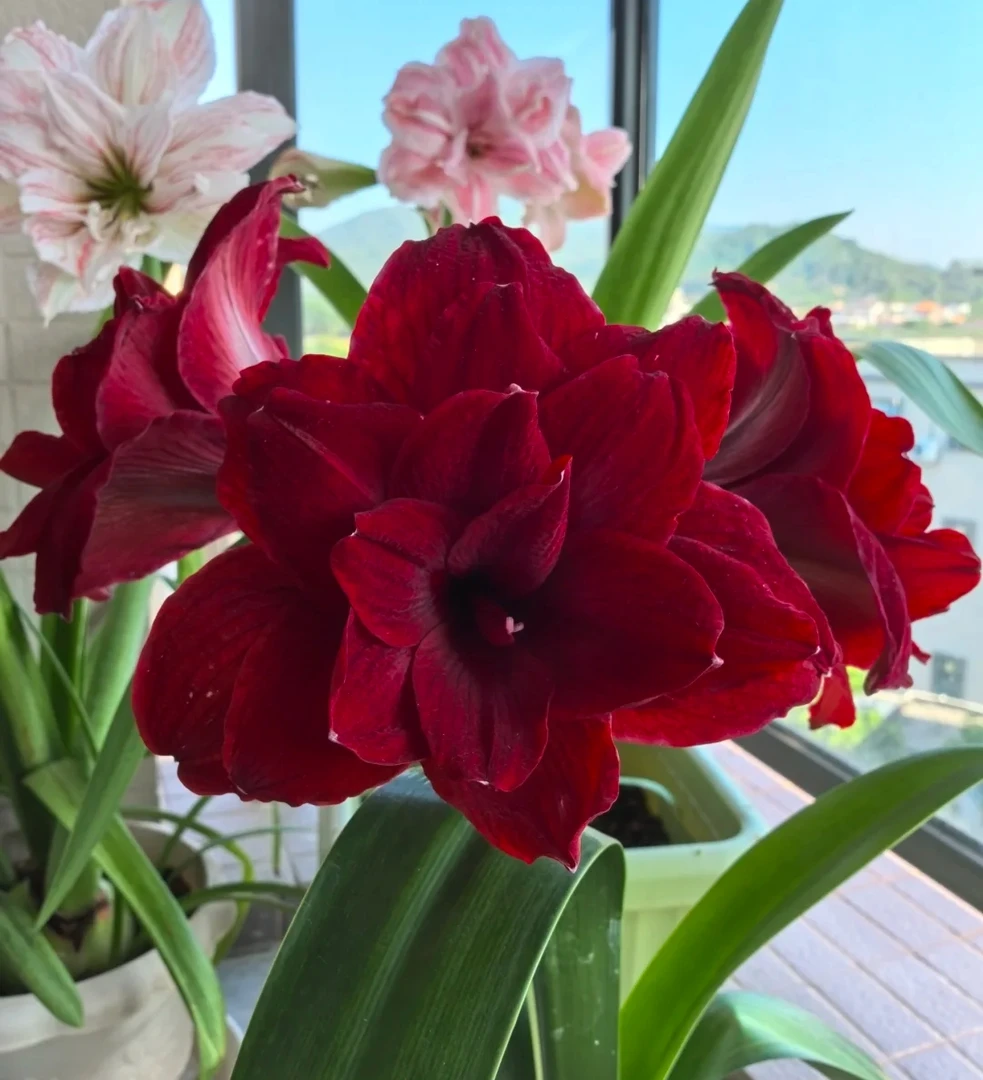 帝卡女王朱顶红种球香水百合大花地栽盆栽