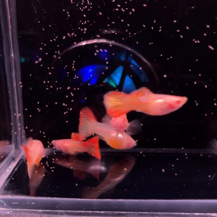 孔雀鱼红龙白子玻璃6条