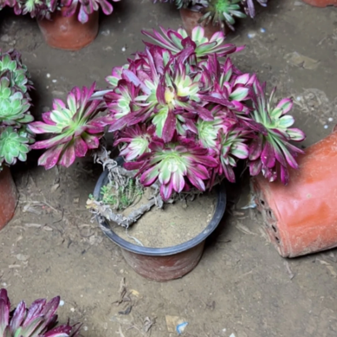 【闪购商品】小*阳多肉植物有断枝86