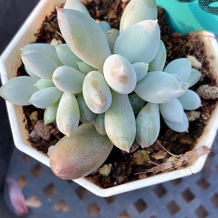 多肉植物哥特萝莉1838