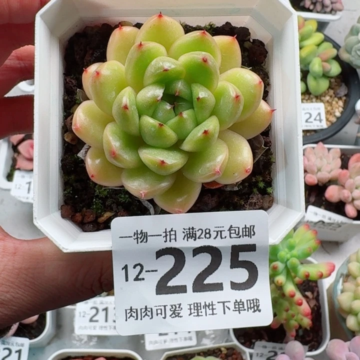 莱拉多肉无盆土发货无