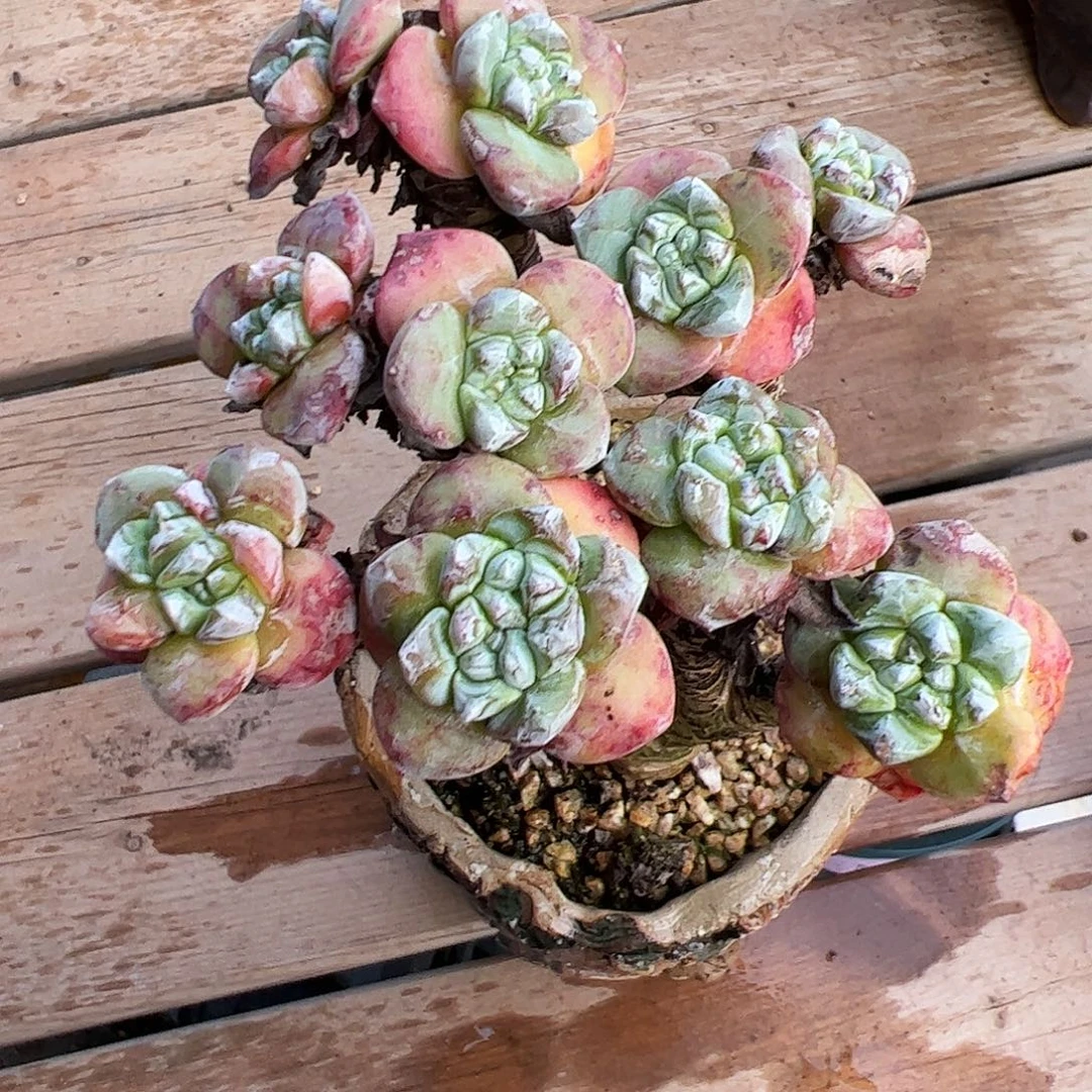 4549苹果叶仙女杯