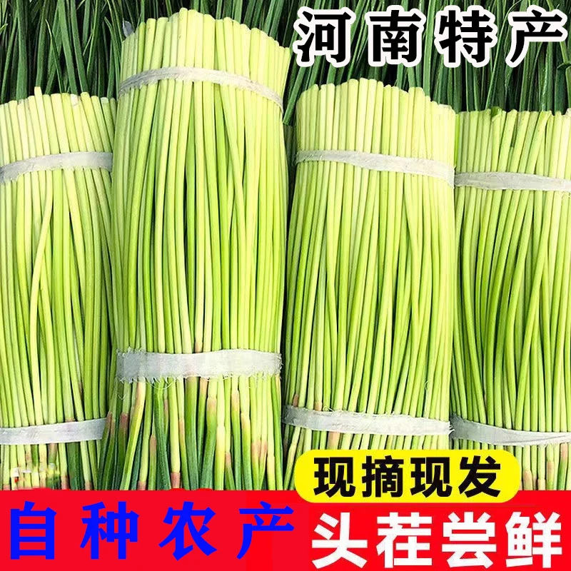 河南新鲜蒜苔农家脆嫩短蒜苔红帽农家自种当季蔬菜蒜苗毫蒜薹