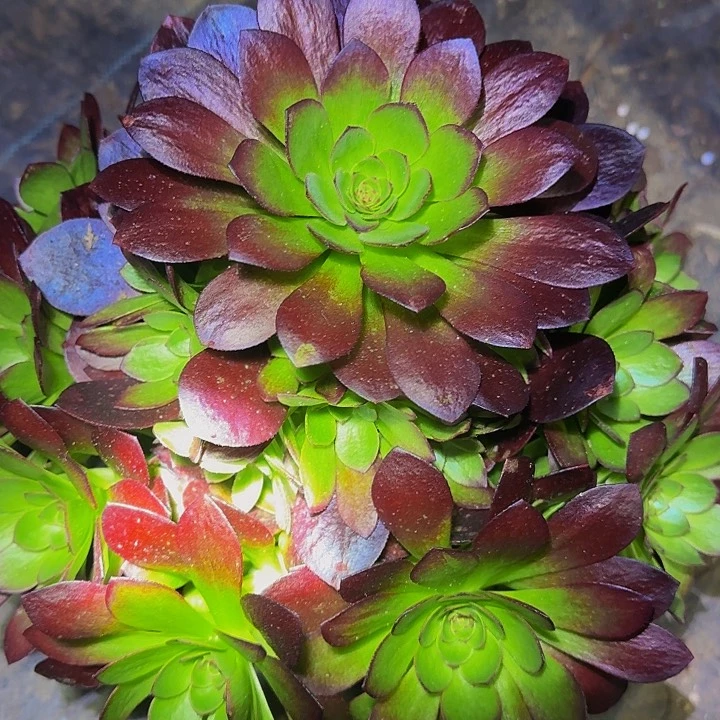 新品种桃花石捧花亏本福利