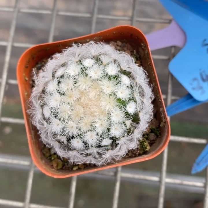 伯克利的故事是一部关于爱情和