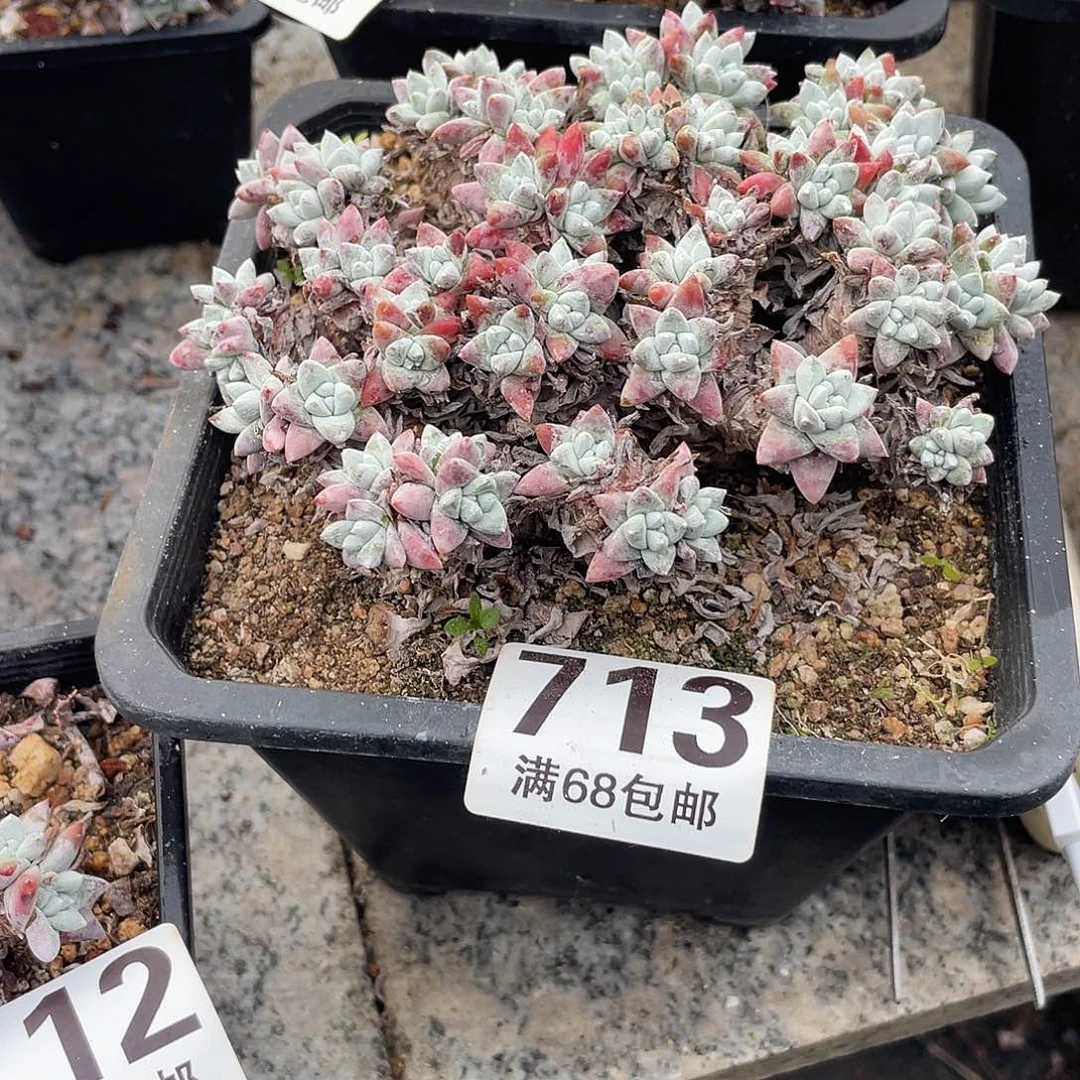 晨溪园艺仙女杯呀