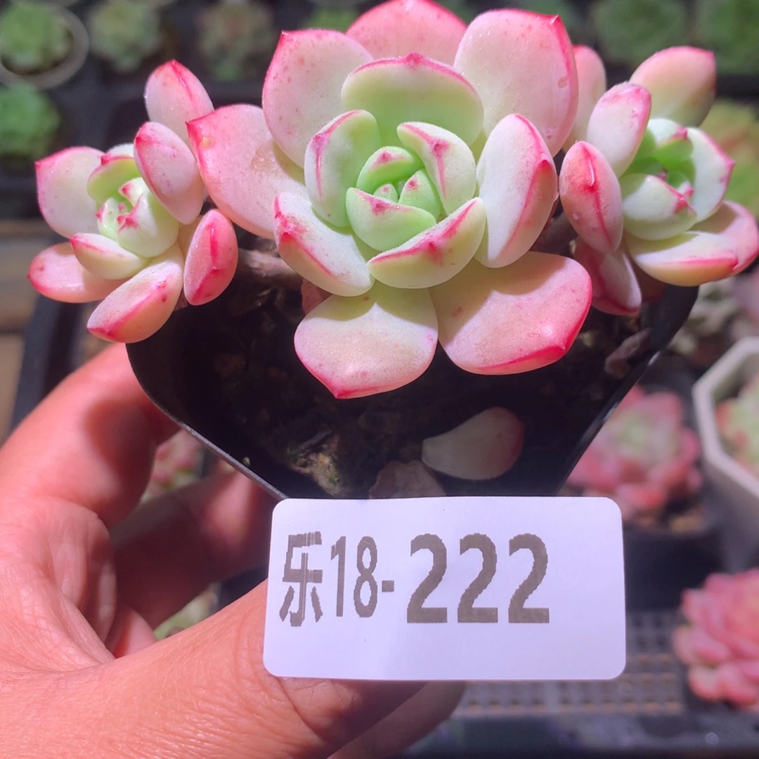 乐然18-222 香草群