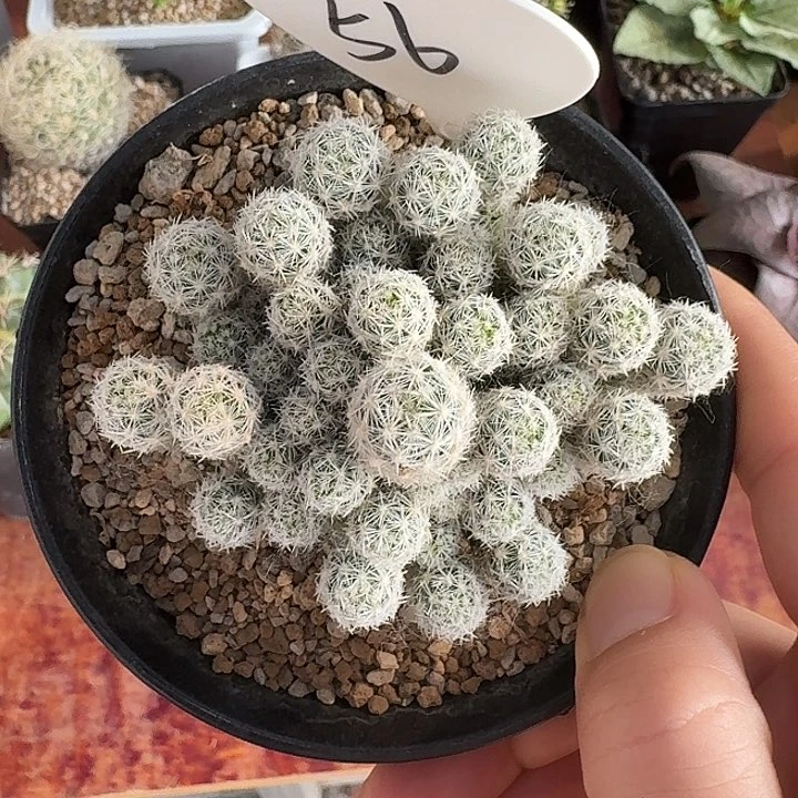 56号实生孤雁丸仙人球