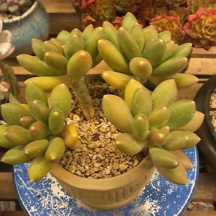 多肉植物肉肉植物