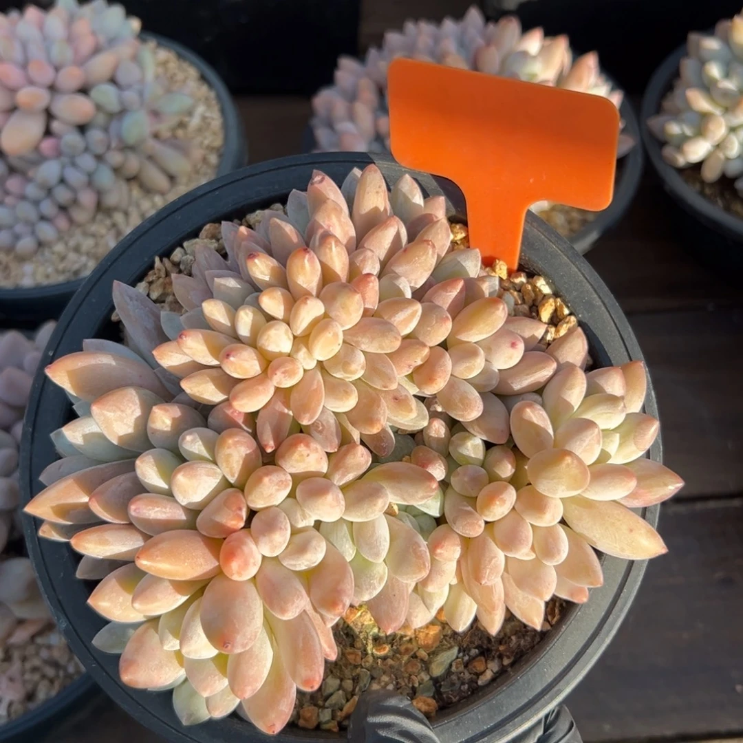 特价香所群生111111111111111