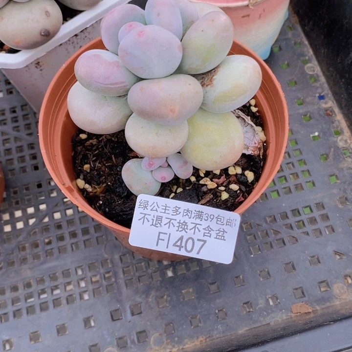 黄金大叶奶有伤407多肉植物