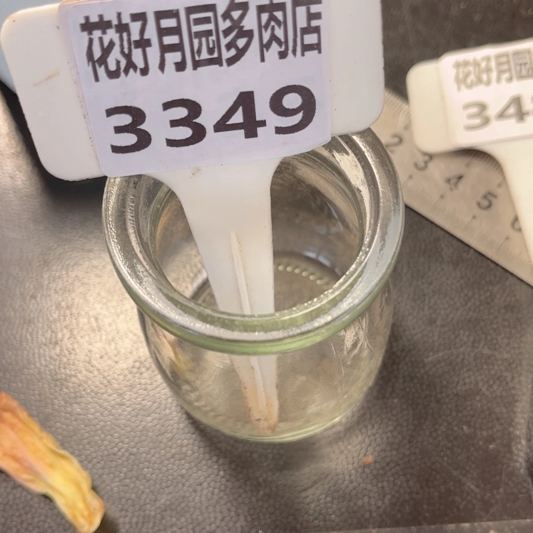 ****好多肉植物….3349…….