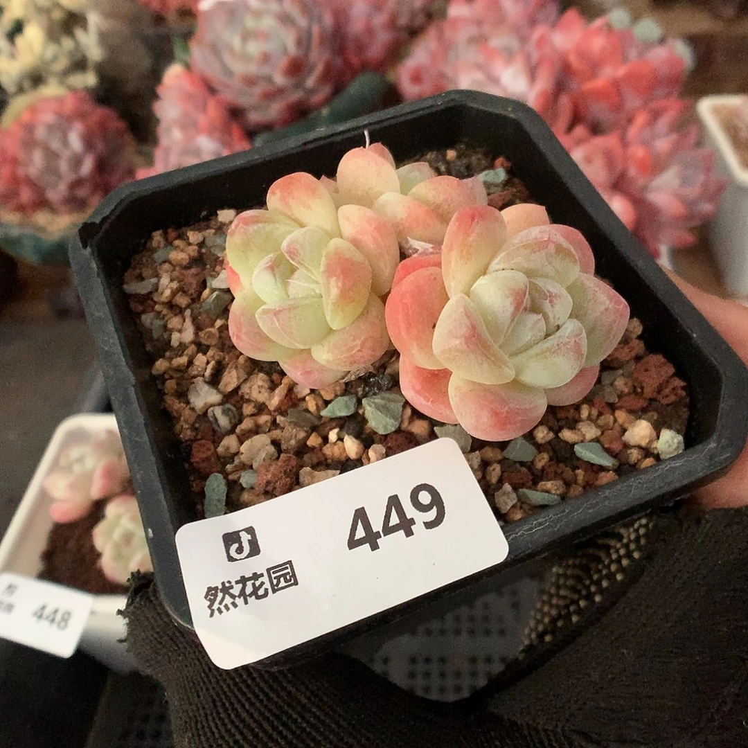 449冰玉多肉植物66666