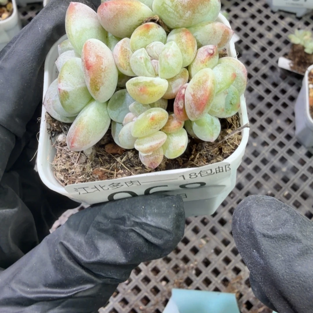 云***舒68 号一物一拍到手1筐