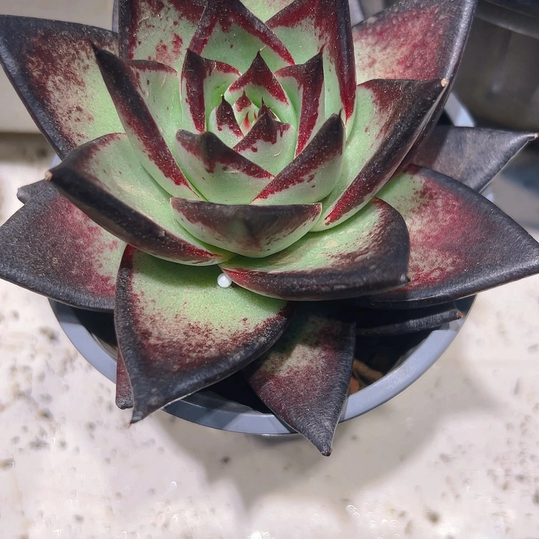 乌木2456778987多肉