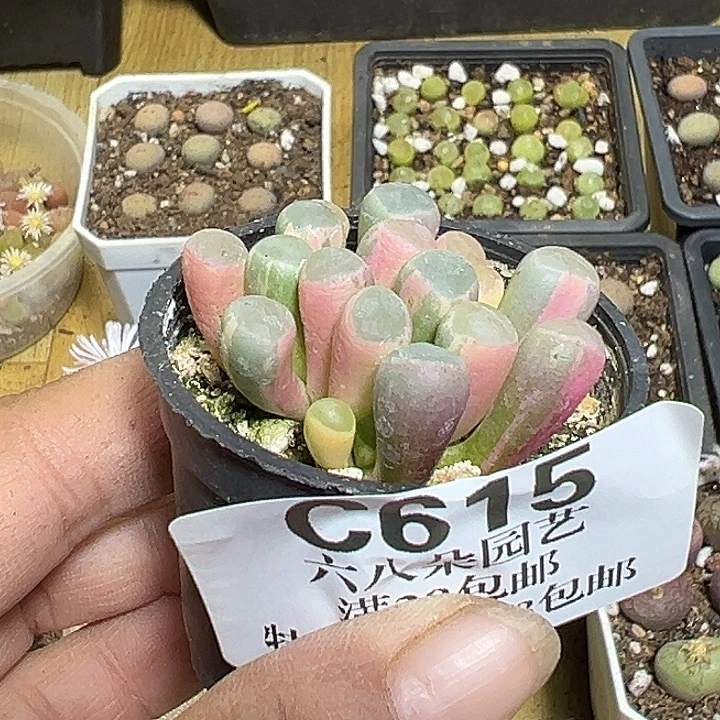 g***f615号五十铃玉錦111111