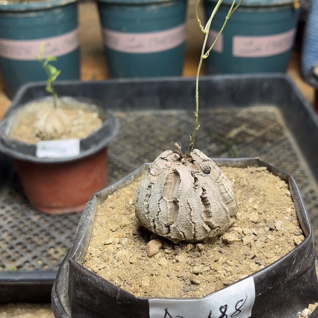 A2南非块根龟甲龙