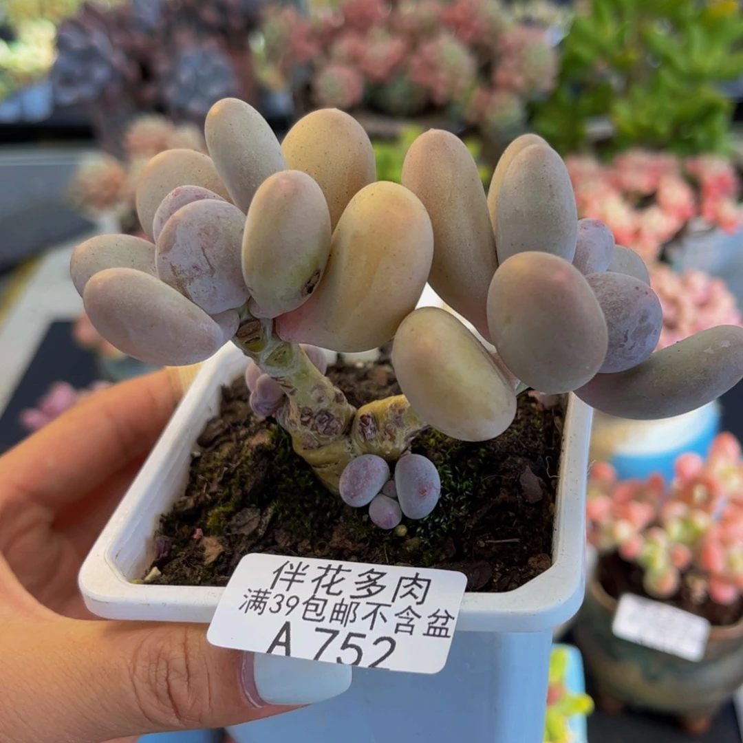 752-蛋黄奶多肉8cm