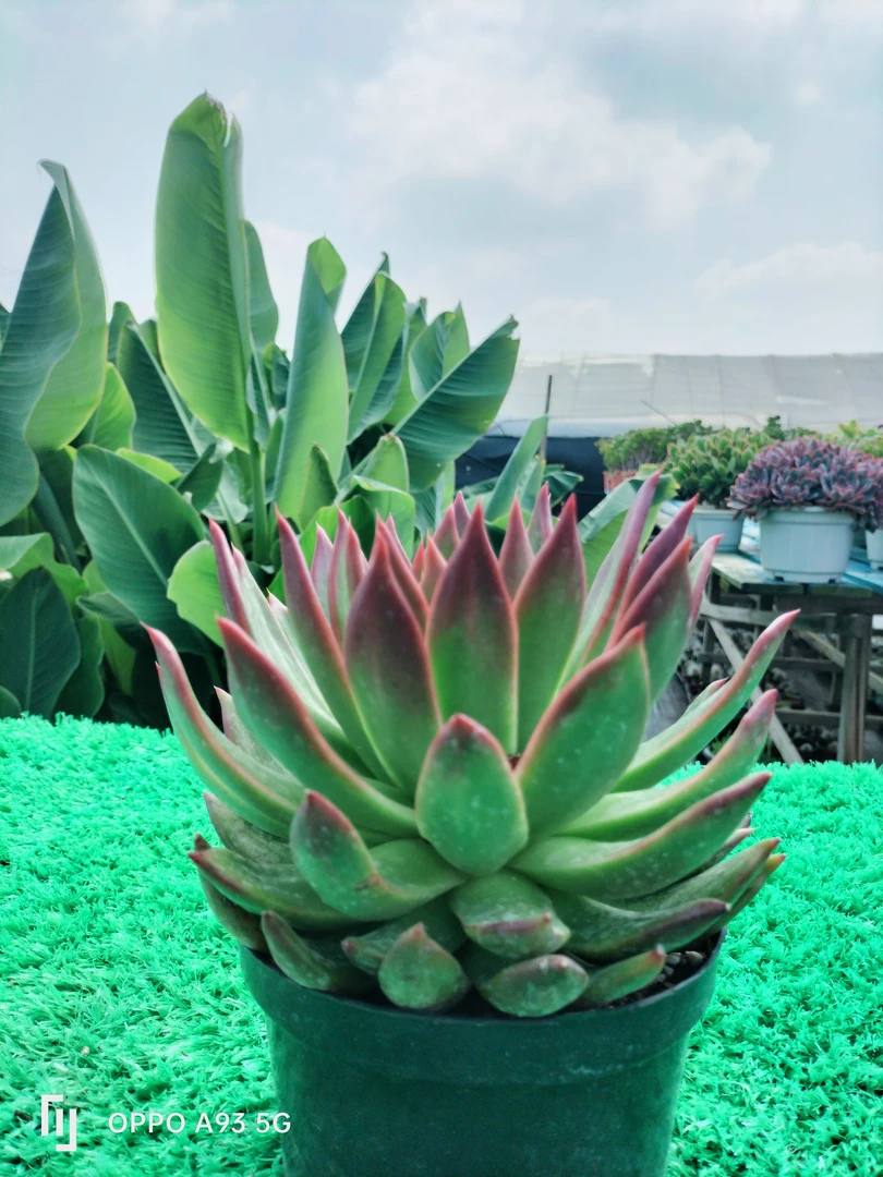 弗兰克老桩多肉植物楼顶阳台办公室绿植新手易养冠幅18公分起