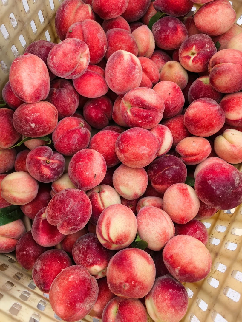 渠县桃子加州红桃现摘现发当天下午3点前当天发出