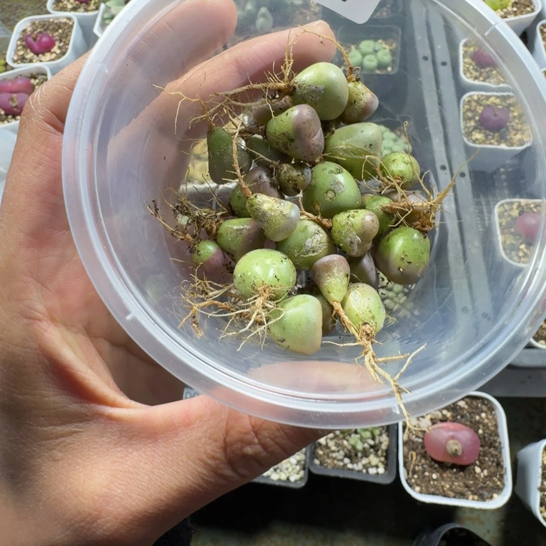 2209。源氏玉。黄绿富贵。拿。铁